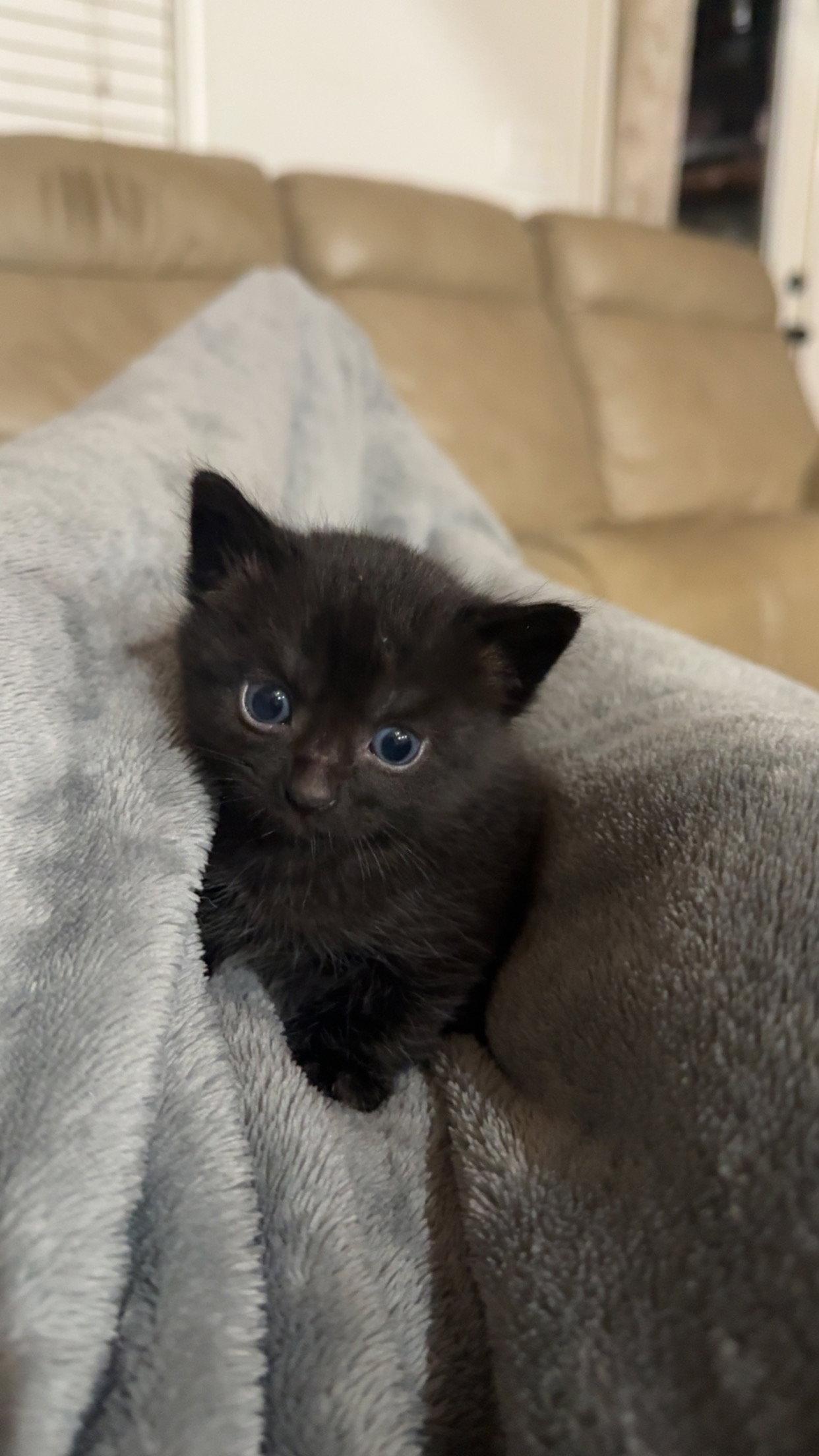 Enlarge Rysand, a Adoptable Domestic Medium Hair in Blairsville, GA image 2/2