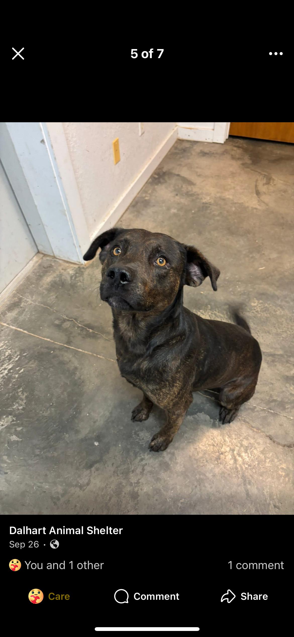 Enlarge Scooby, an adopted mixed breed in AMARILLO, TX image 1/6