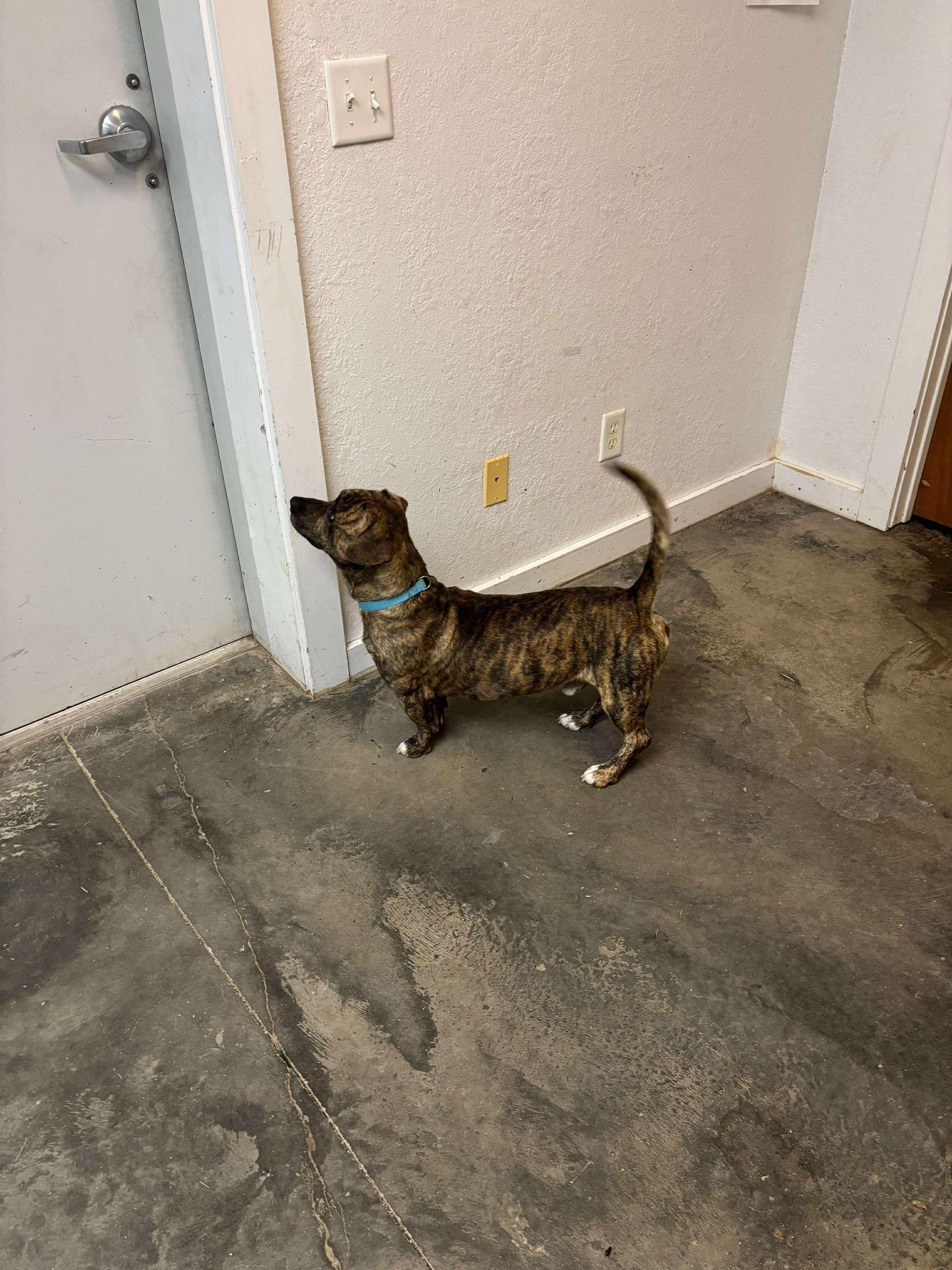 Enlarge Scooby, an adopted mixed breed in AMARILLO, TX image 5/6