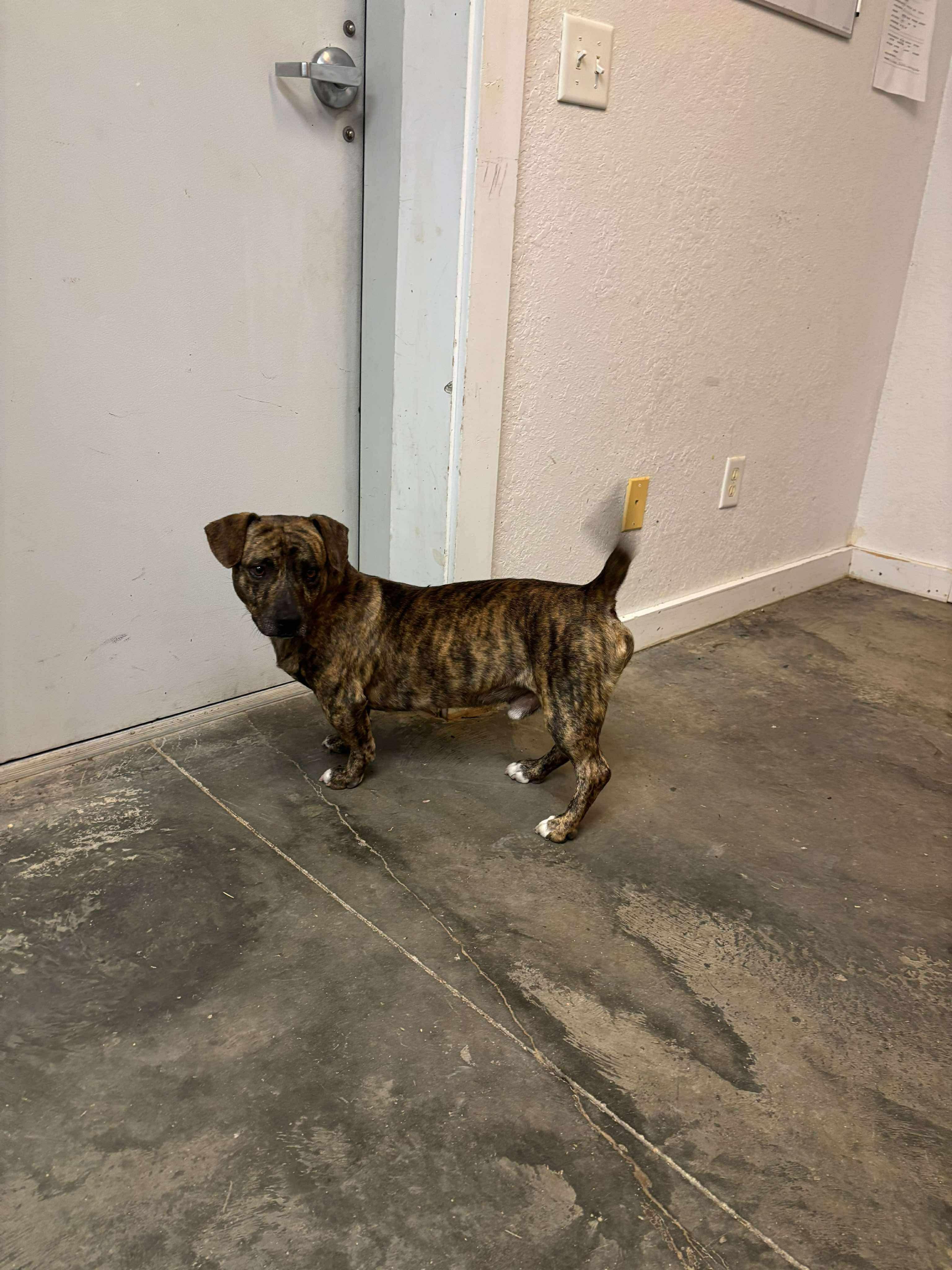 Enlarge Scooby, an adopted mixed breed in AMARILLO, TX image 4/6