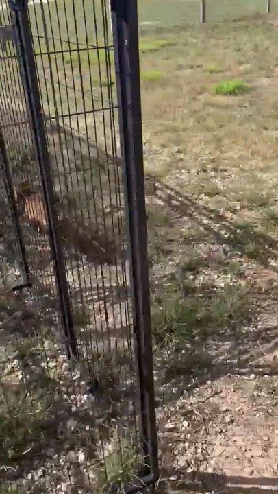 Enlarge Scooby, an adopted mixed breed in AMARILLO, TX video 2/6