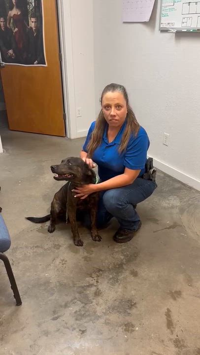 Enlarge Scooby, an adopted mixed breed in AMARILLO, TX video 6/6