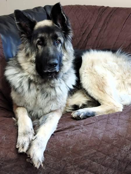 Enlarge Blessing, an adopted German Shepherd Dog in Chardon, OH image 1/1