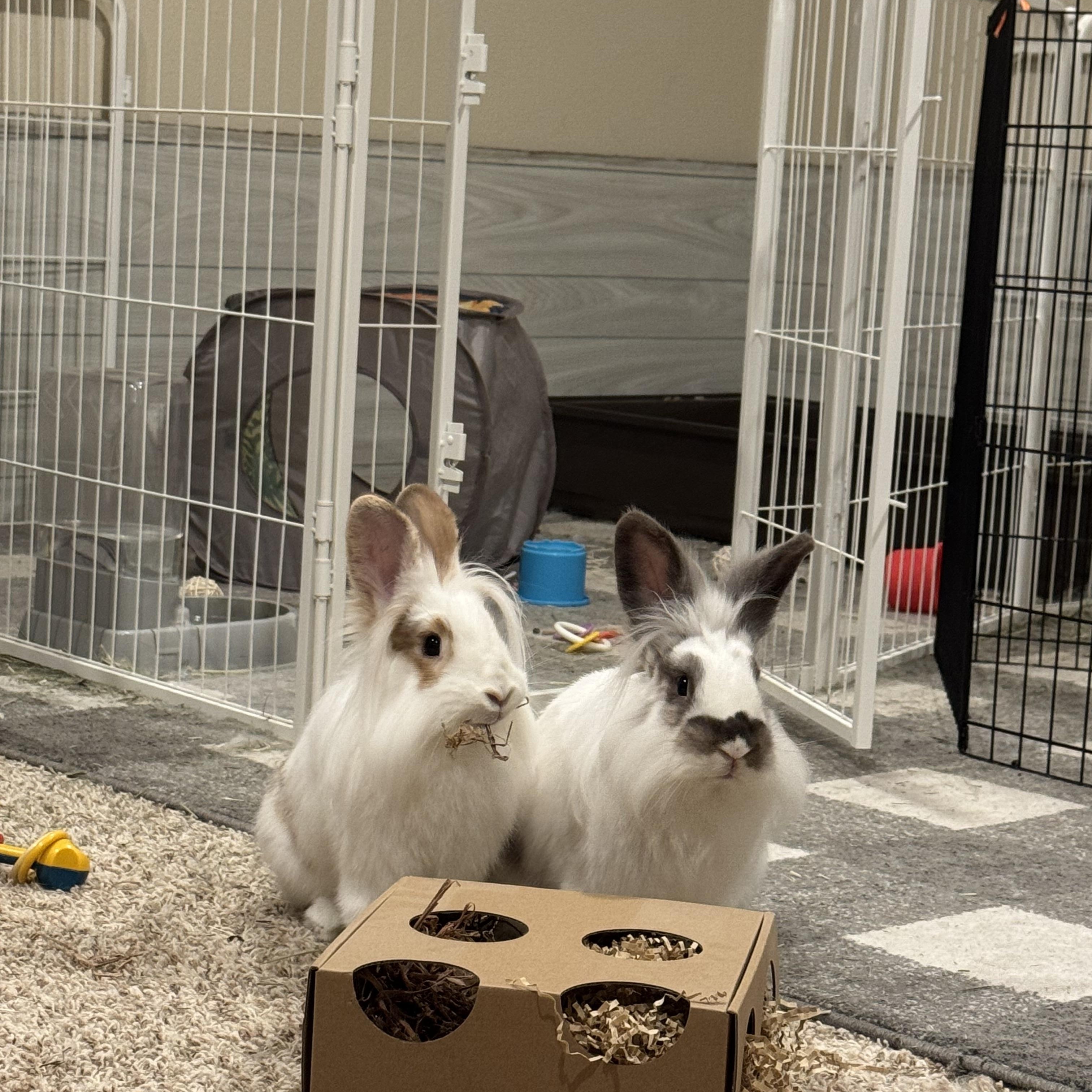 Shandy and Tequila, a Adoptable mixed breed in Coralville, IA image 5/6