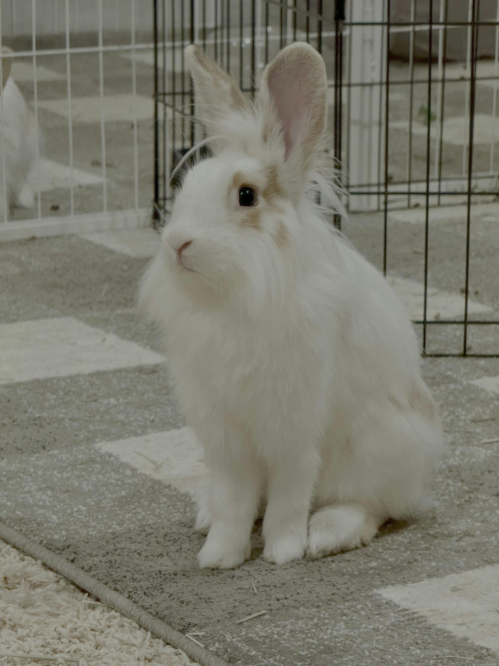 Enlarge Shandy, an adoptable mixed breed in Coralville, IA image 3/5