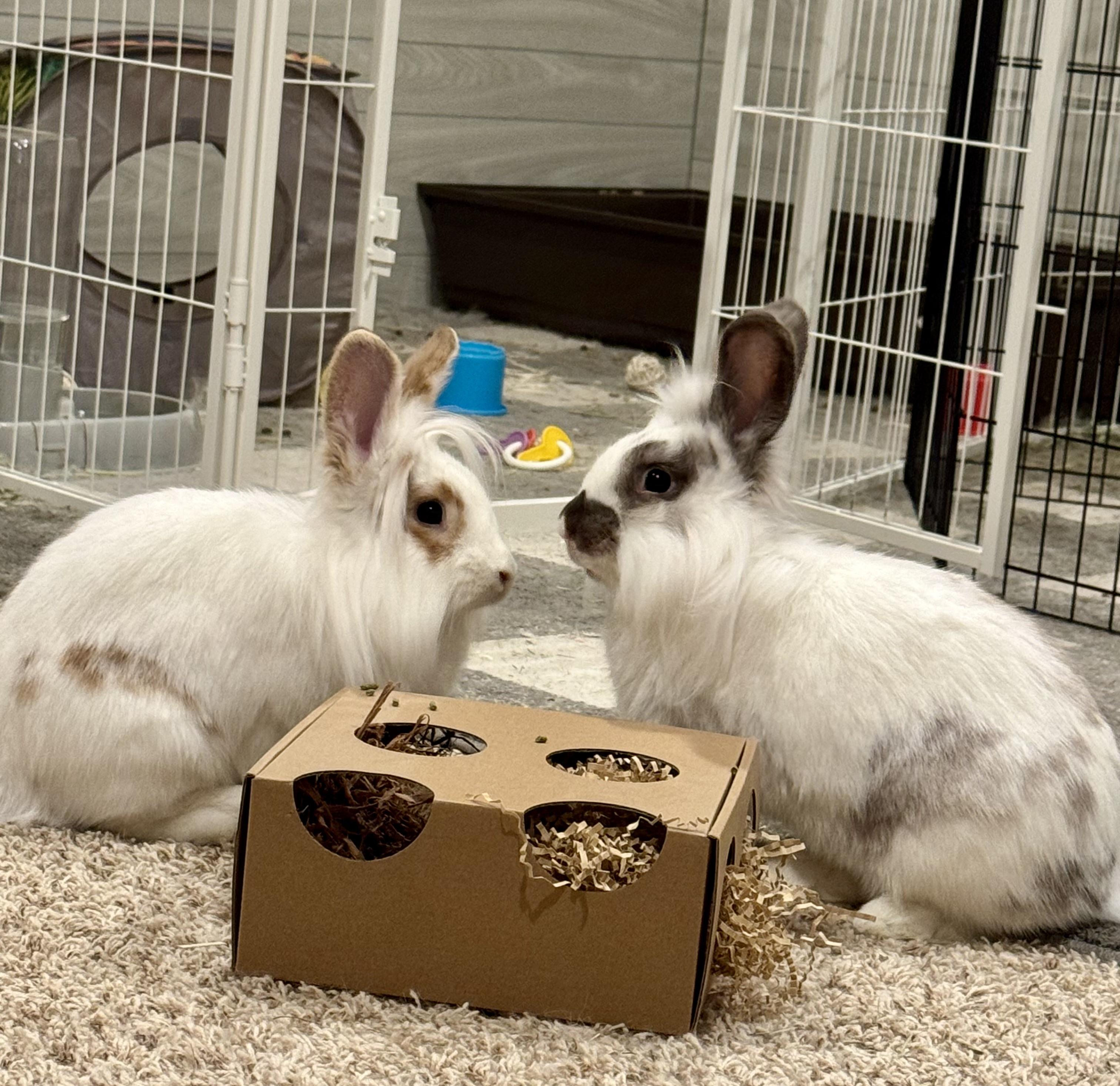Shandy and Tequila, a Adoptable mixed breed in Coralville, IA image 4/6