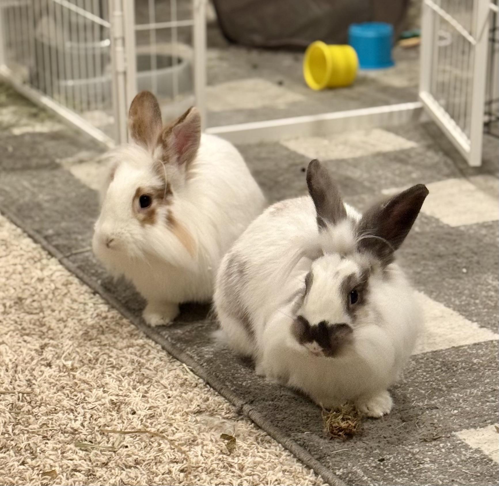 Shandy and Tequila, a Adoptable mixed breed in Coralville, IA image 6/6