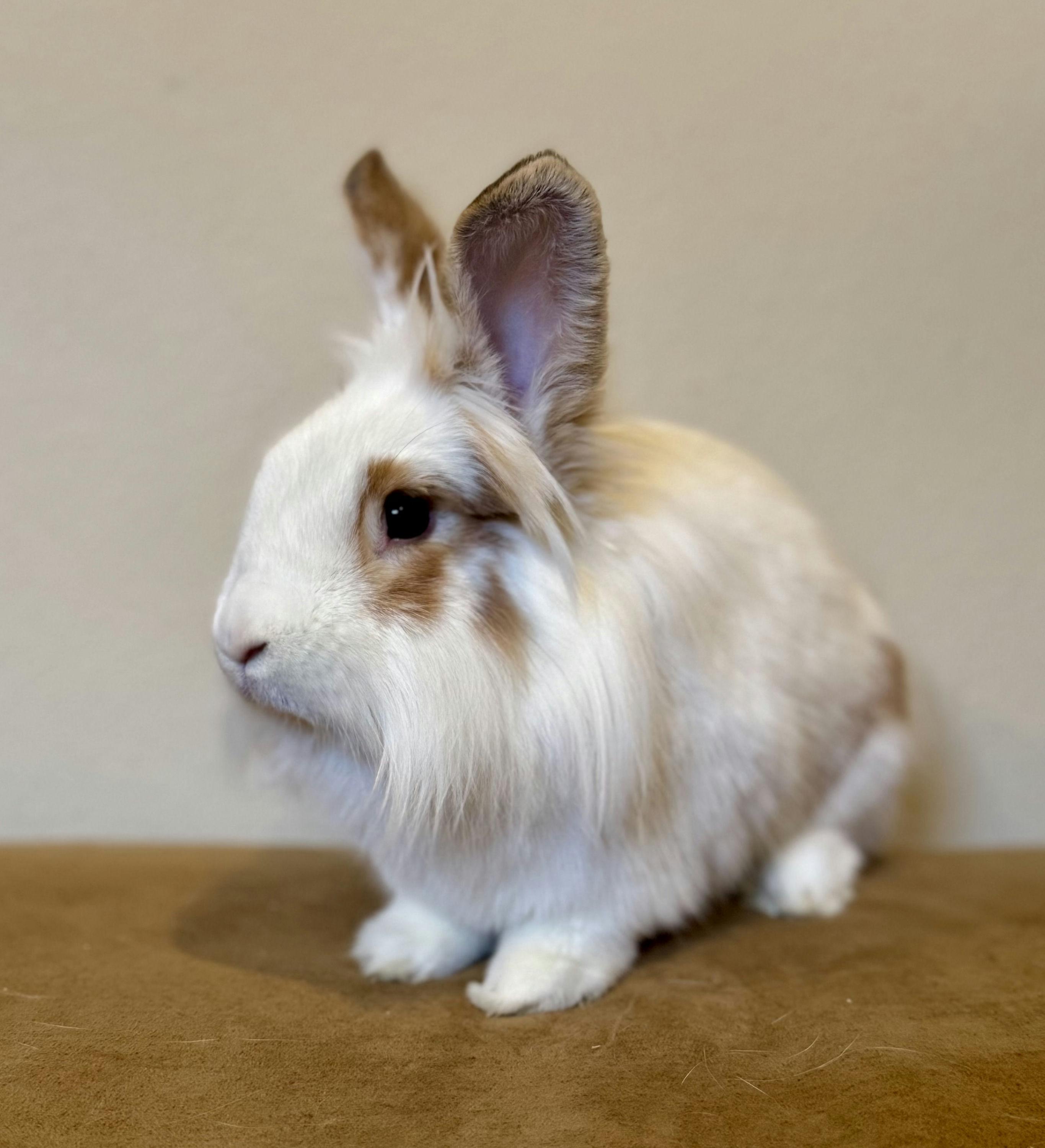 Enlarge Shandy, an adoptable mixed breed in Coralville, IA image 5/5