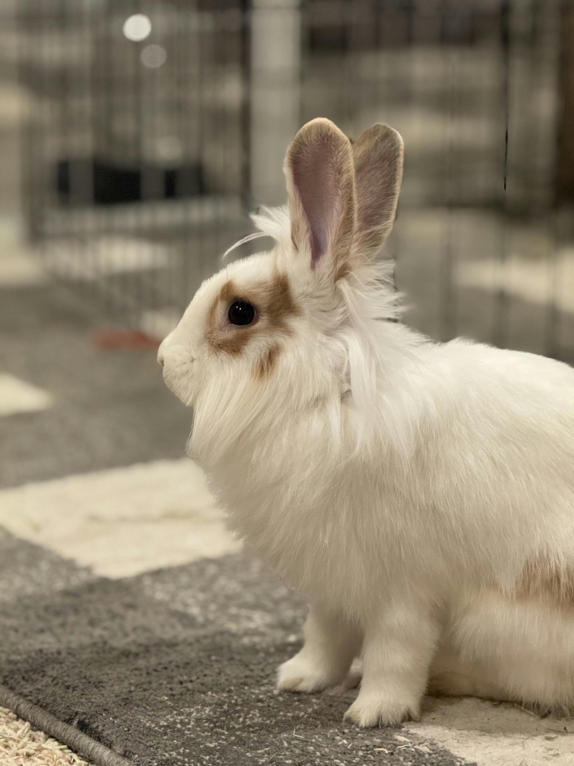 Enlarge Shandy, an adoptable mixed breed in Coralville, IA image 4/5