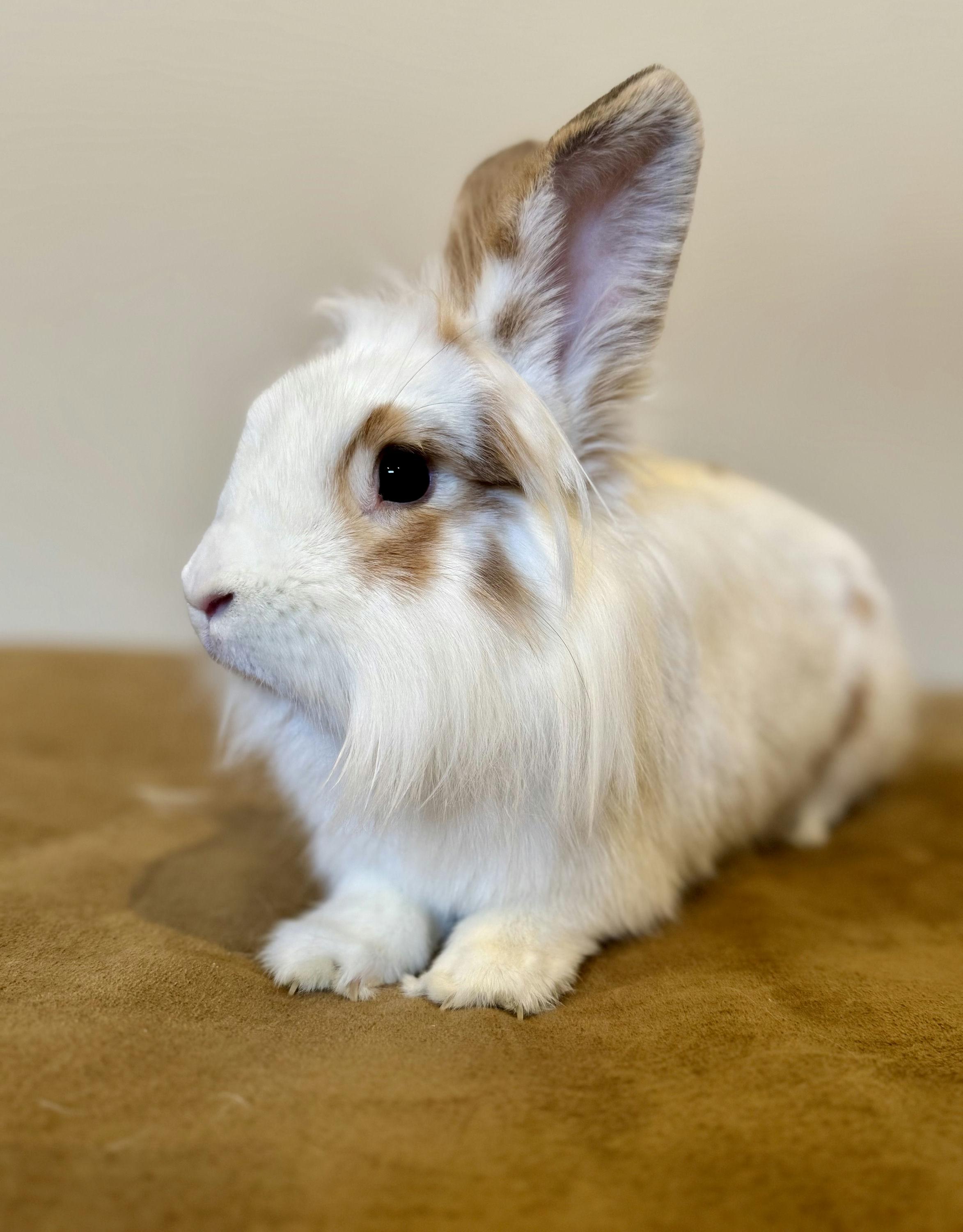 Enlarge Shandy, an adoptable mixed breed in Coralville, IA image 1/5