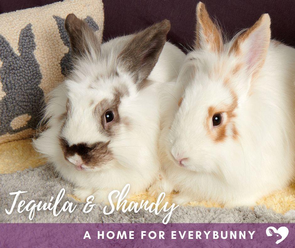 Enlarge Shandy and Tequila, a Adoptable mixed breed in Coralville, IA image 1/1