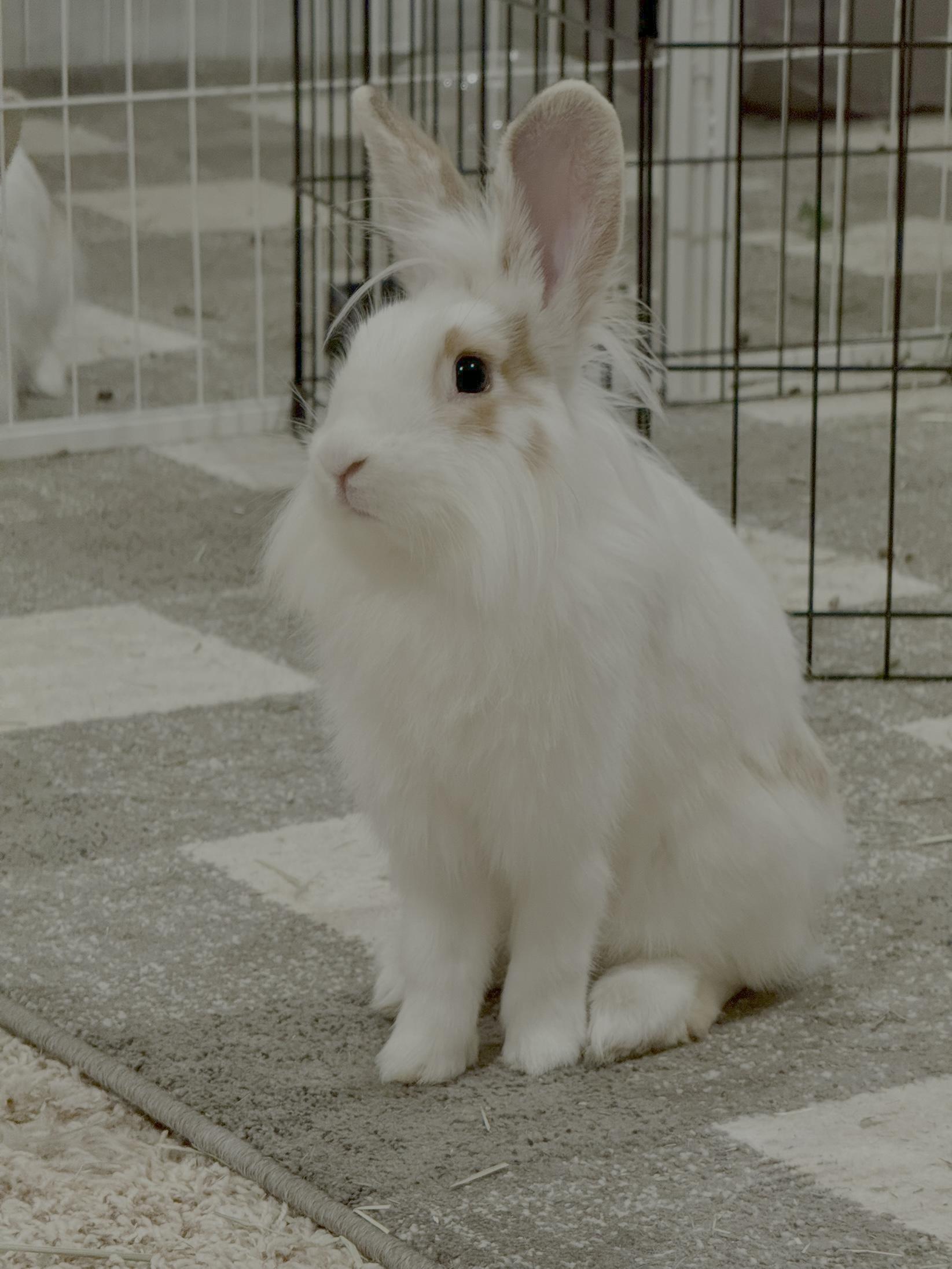 Shandy and Tequila, a Adoptable mixed breed in Coralville, IA image 2/6