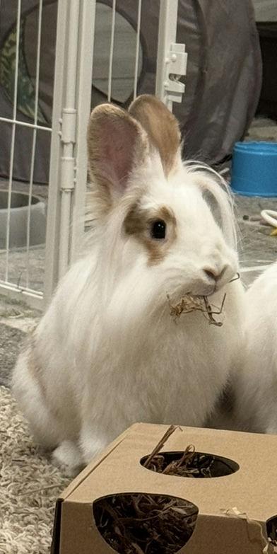 Enlarge Shandy, an adoptable mixed breed in Coralville, IA image 2/5