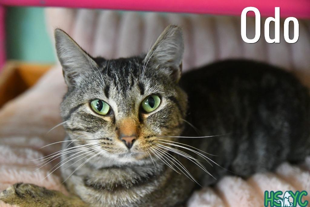 Odo, Adoptable, Young Female Domestic Short Hair.