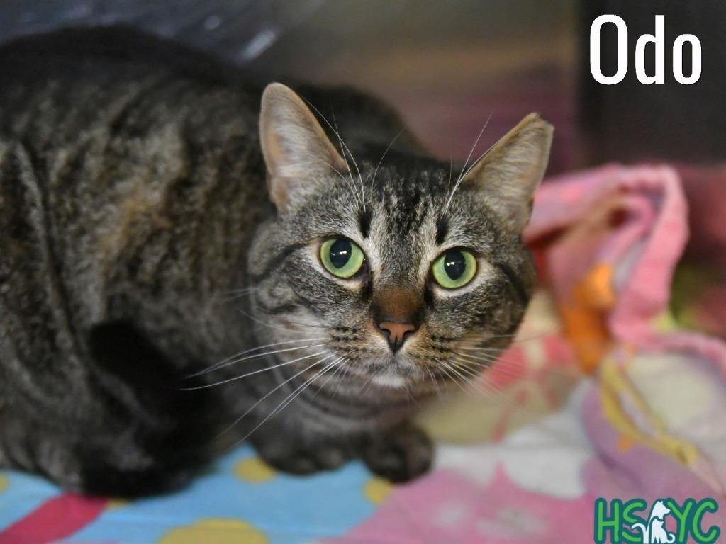 Enlarge Odo, a Adoptable mixed breed in Fort Mill, SC image 2/2