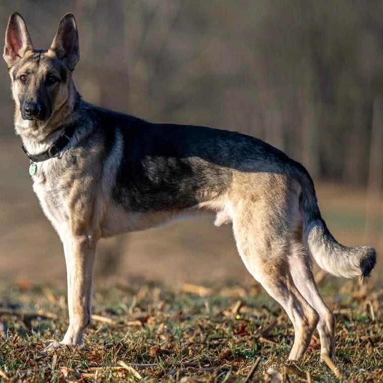 Enlarge Kilo (26-013), a Adoptable German Shepherd Dog in New Ringgold, PA image 1/5