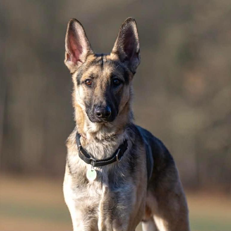 Enlarge Kilo (26-013), a Adoptable German Shepherd Dog in New Ringgold, PA image 2/5