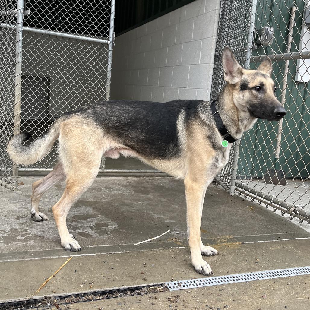Enlarge Kilo (26-013), a Adoptable German Shepherd Dog in New Ringgold, PA image 3/5