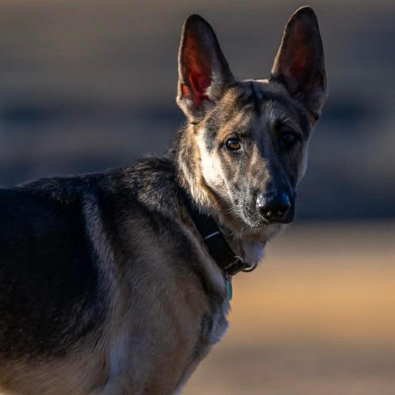 Enlarge Kilo (26-013), a Adoptable German Shepherd Dog in New Ringgold, PA image 4/5