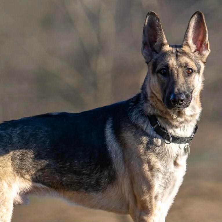 Enlarge Kilo (26-013), a Adoptable German Shepherd Dog in New Ringgold, PA image 5/5