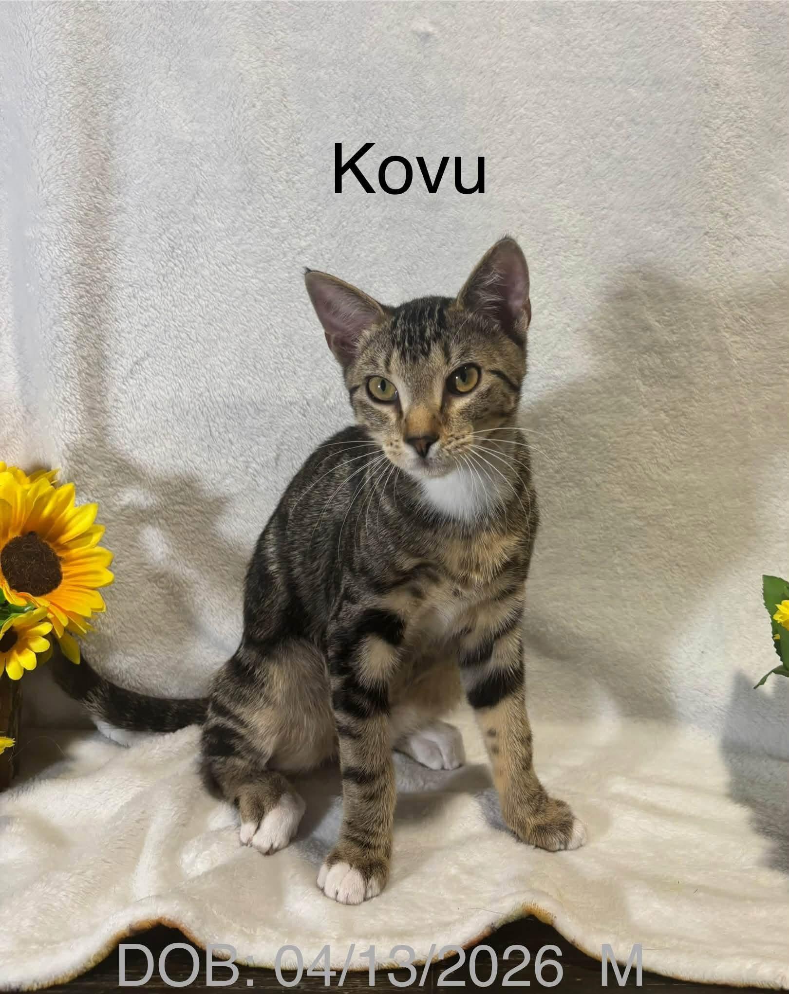 Kovu, ADOPTABLE, Young Male Domestic Short Hair.