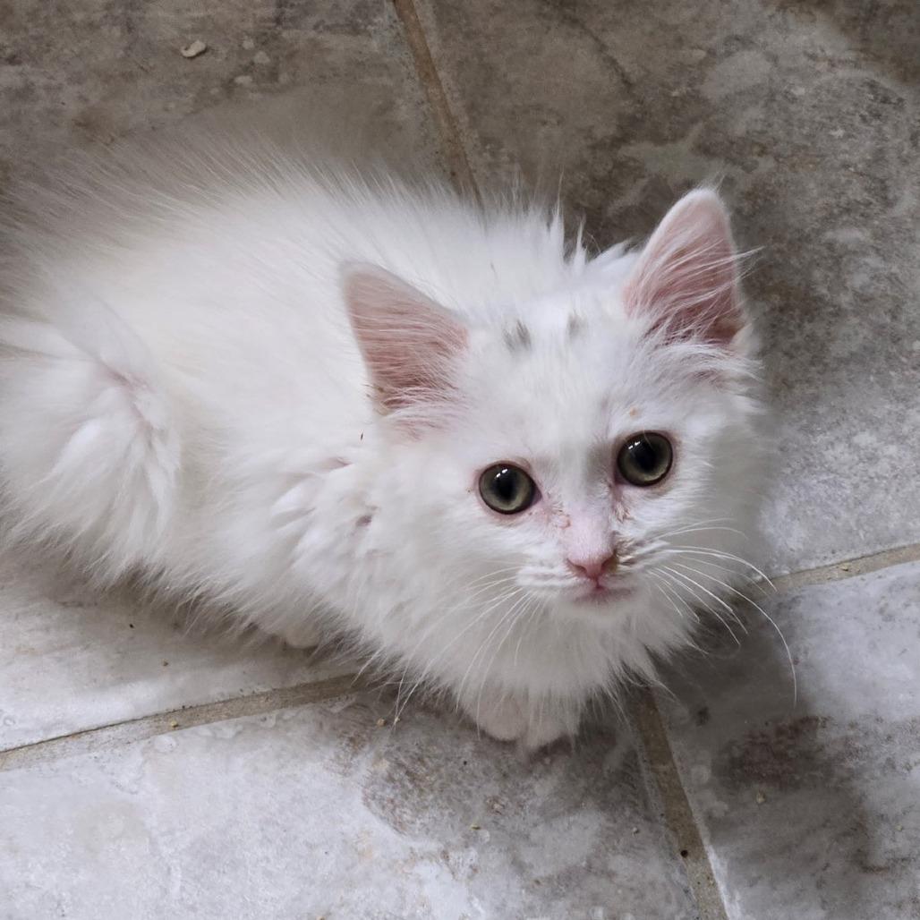 Enlarge Cinderella, a Adoptable Domestic Medium Hair in Richmond, VA image 1/3