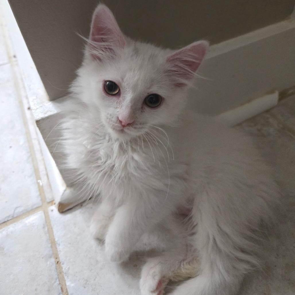 Enlarge Cinderella, a Adoptable Domestic Medium Hair in Richmond, VA image 2/3