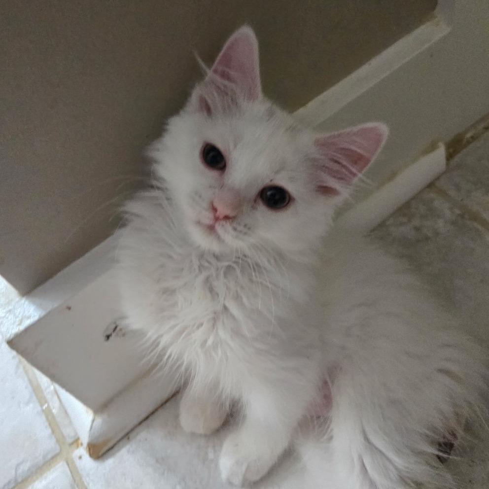 Enlarge Cinderella, a Adoptable Domestic Medium Hair in Richmond, VA image 3/3