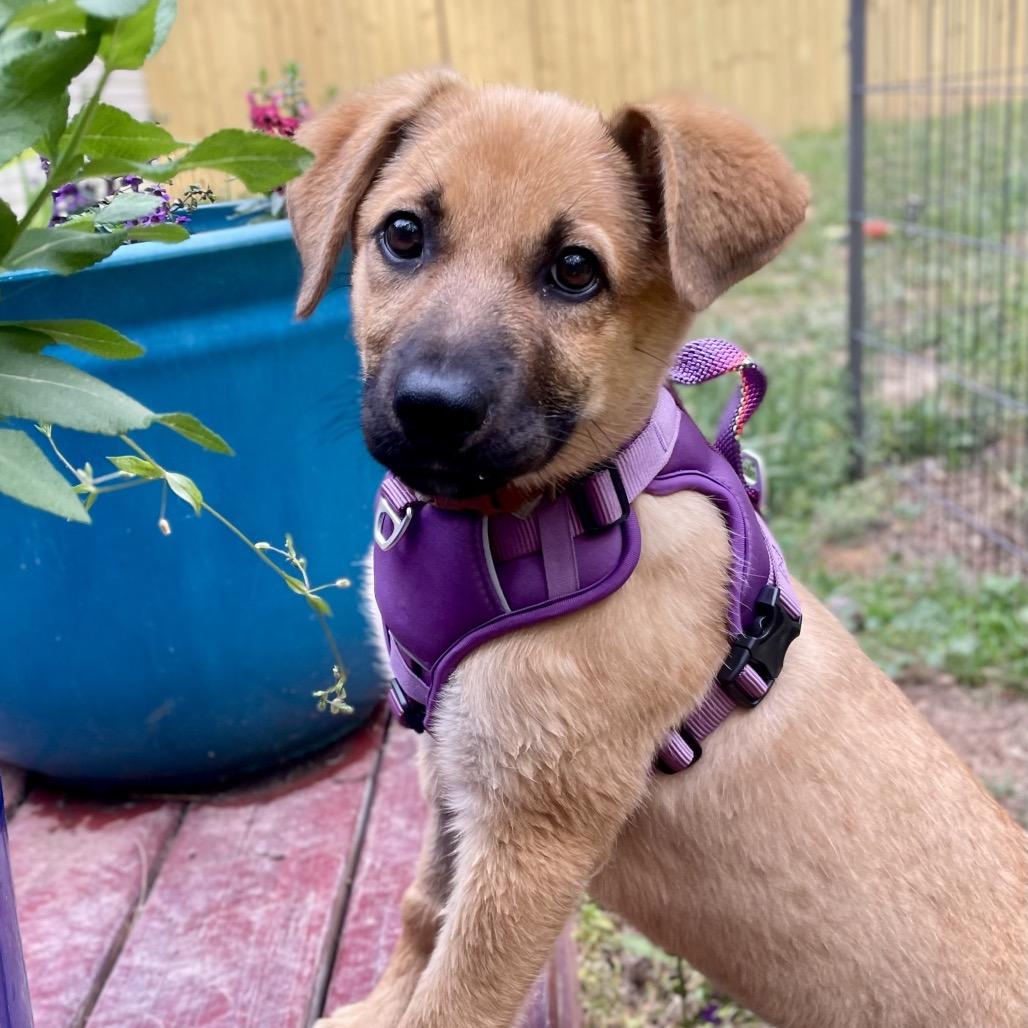 Enlarge Rapunzel, a Adoptable mixed breed in Fayetteville, GA image 1/3