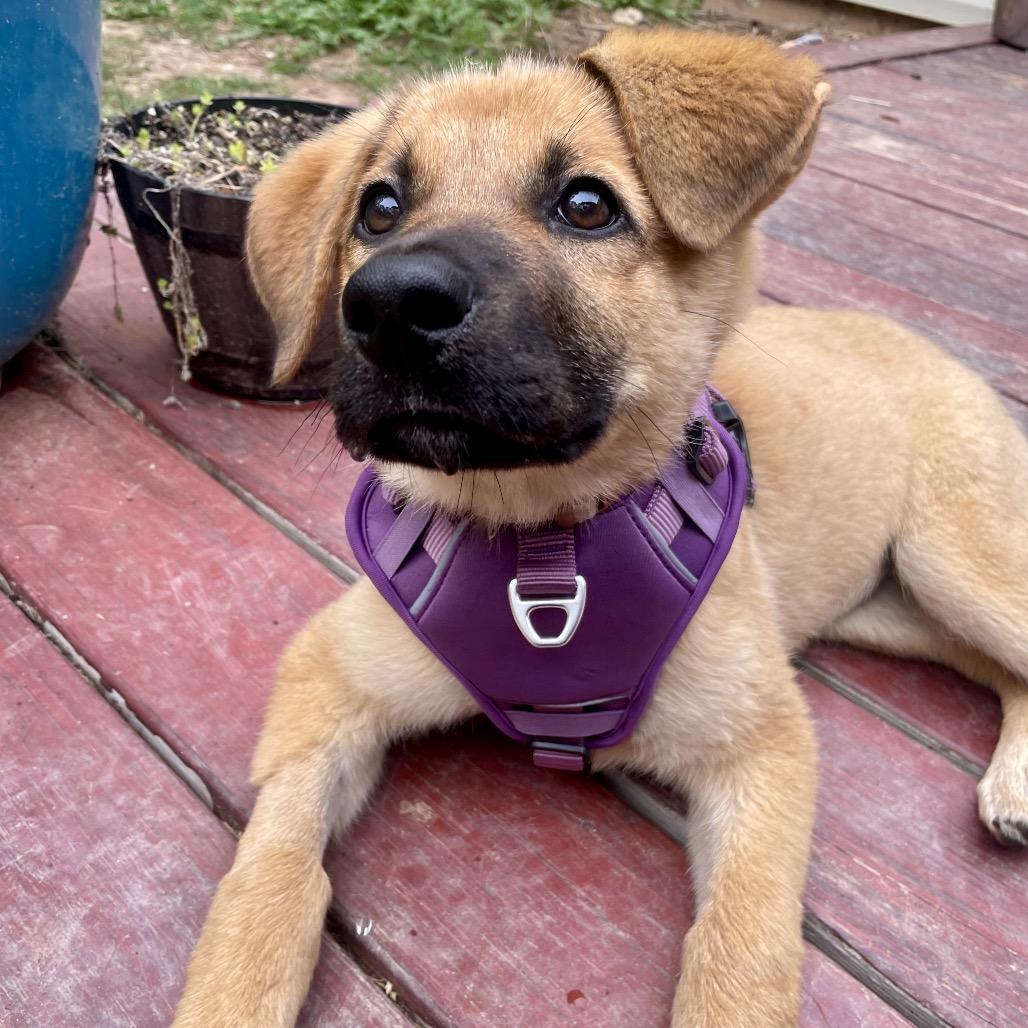 Enlarge Rapunzel, a Adoptable mixed breed in Fayetteville, GA image 2/3