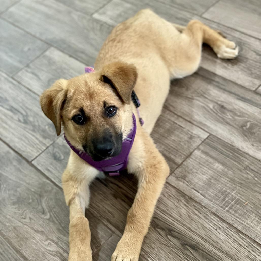 Enlarge Rapunzel, a Adoptable mixed breed in Fayetteville, GA image 3/3