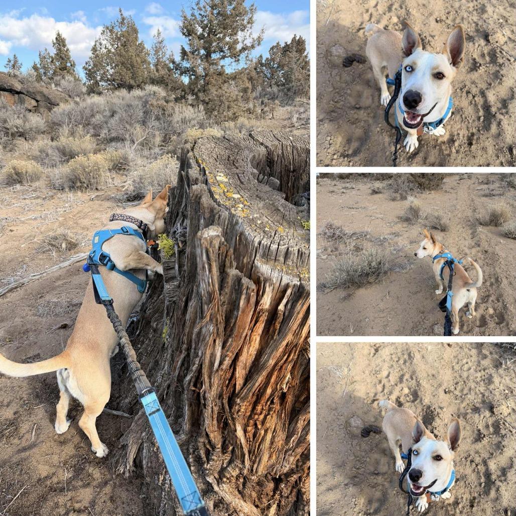 Enlarge Luchito, a Adoptable Mixed Breed in Bend, OR image 1/6