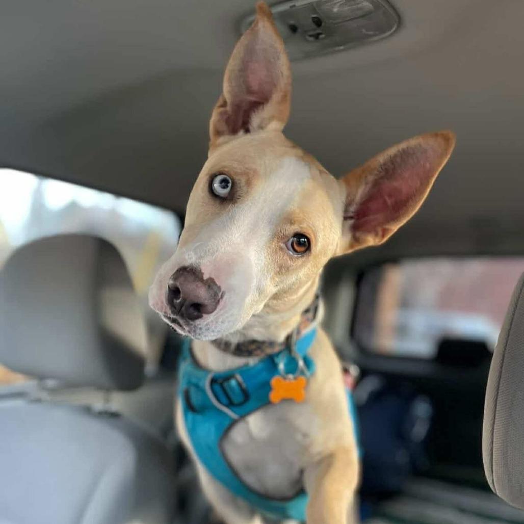 Enlarge Luchito, a Adoptable Mixed Breed in Bend, OR image 2/6