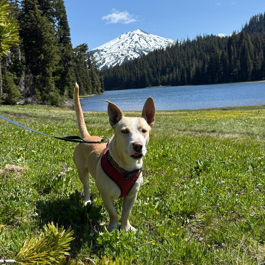 Luchito **Sponsored Adoption!**, a Adoptable Mixed Breed in Bend, OR image 3/6