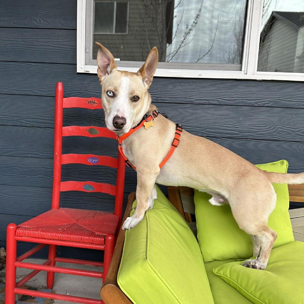 Enlarge Luchito, a Adoptable Mixed Breed in Bend, OR image 3/6