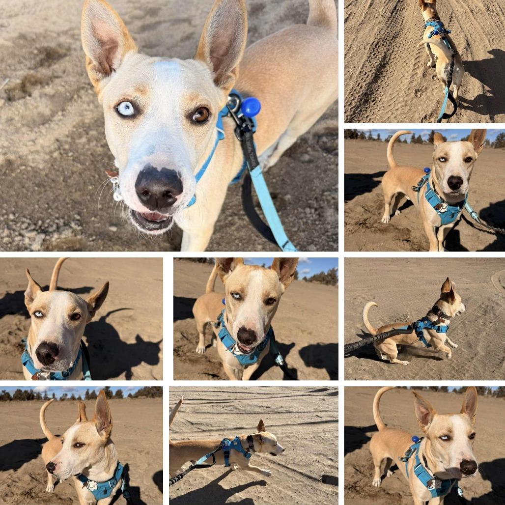 Enlarge Luchito, a Adoptable Mixed Breed in Bend, OR image 4/6