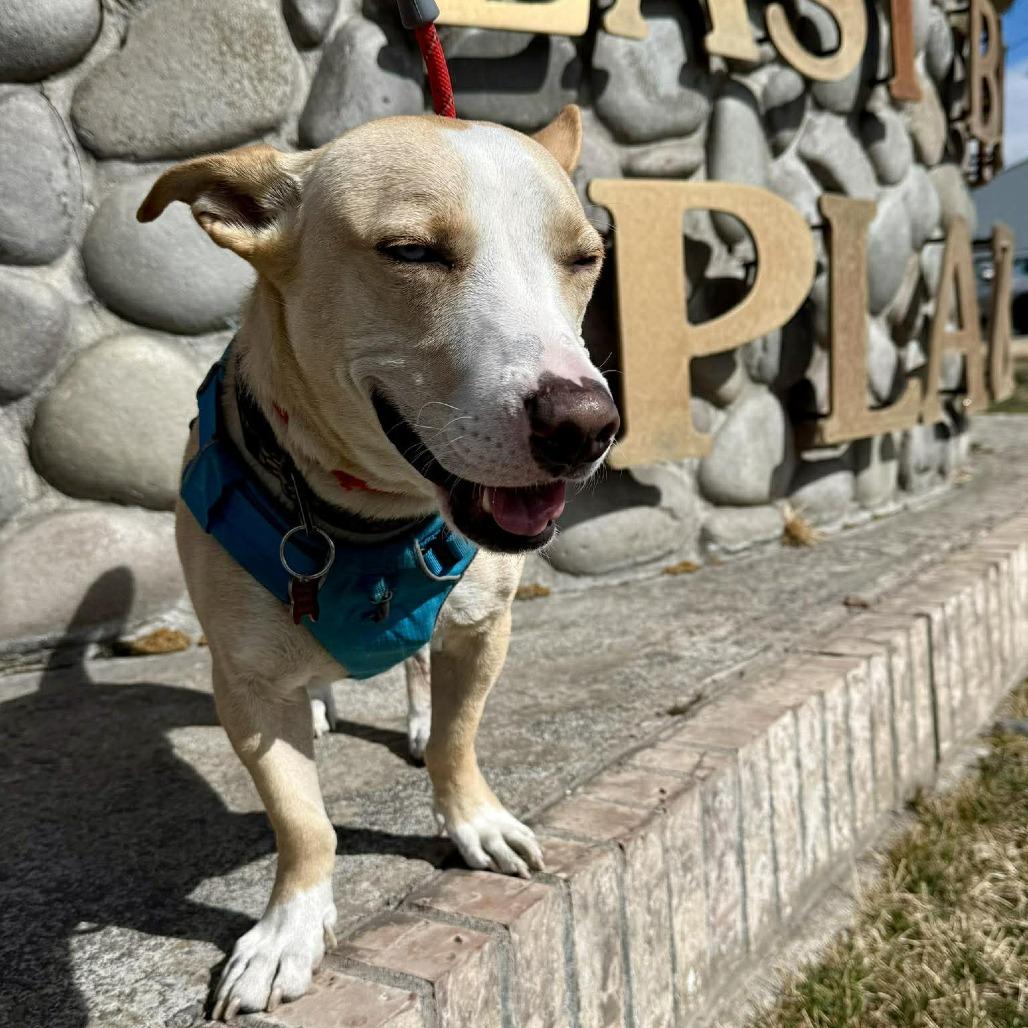 Luchito **Sponsored Adoption!**, a Adoptable Mixed Breed in Bend, OR image 4/6
