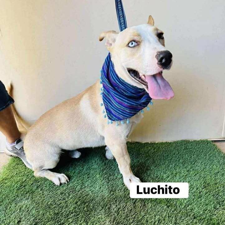 Luchito, Adoptable, Adult Male Mixed Breed.