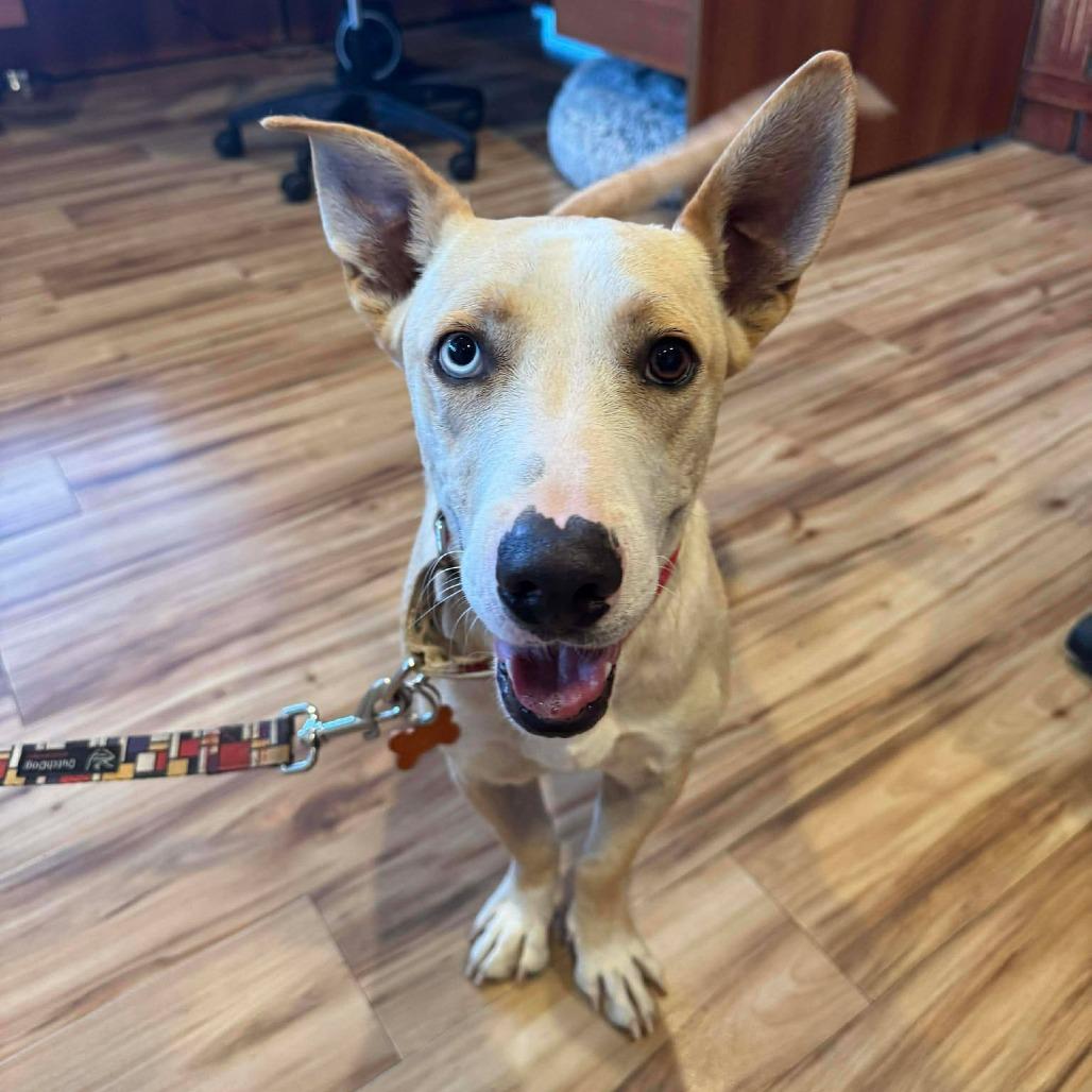 Luchito, a Adoptable Mixed Breed in Bend, OR image 2/2