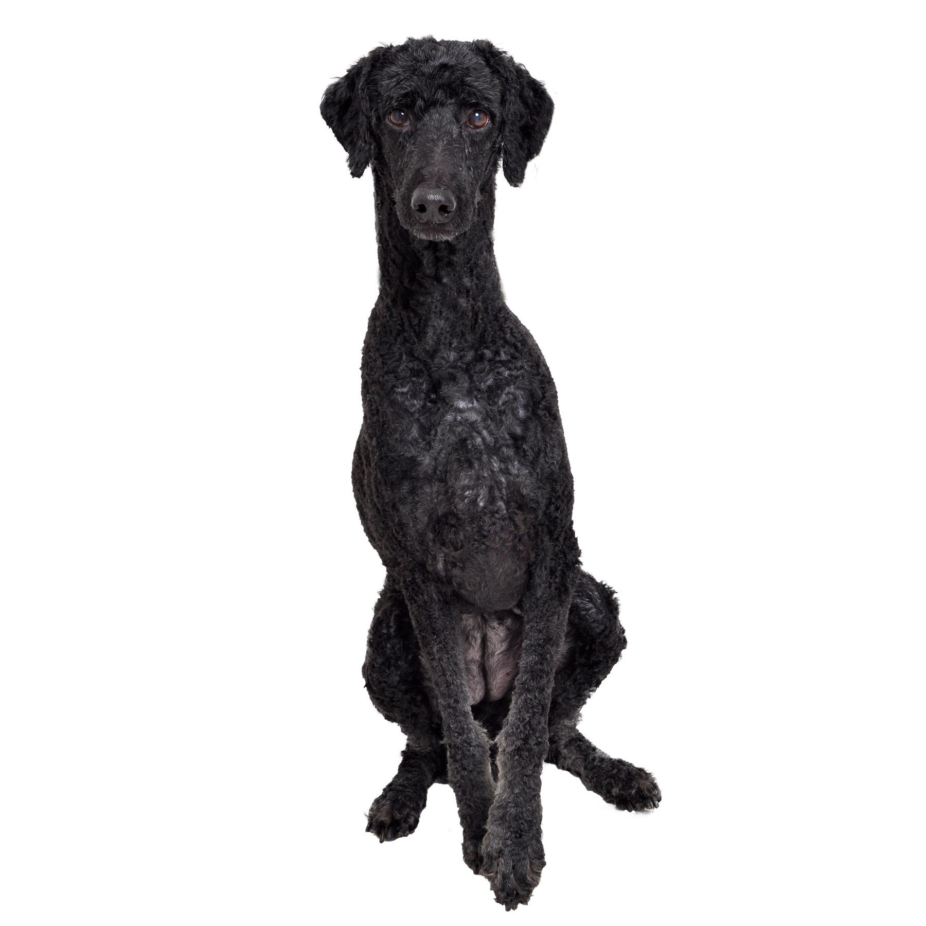 Venus (and Jupi), a Adoptable Standard Poodle in Burbank, CA image 2/5