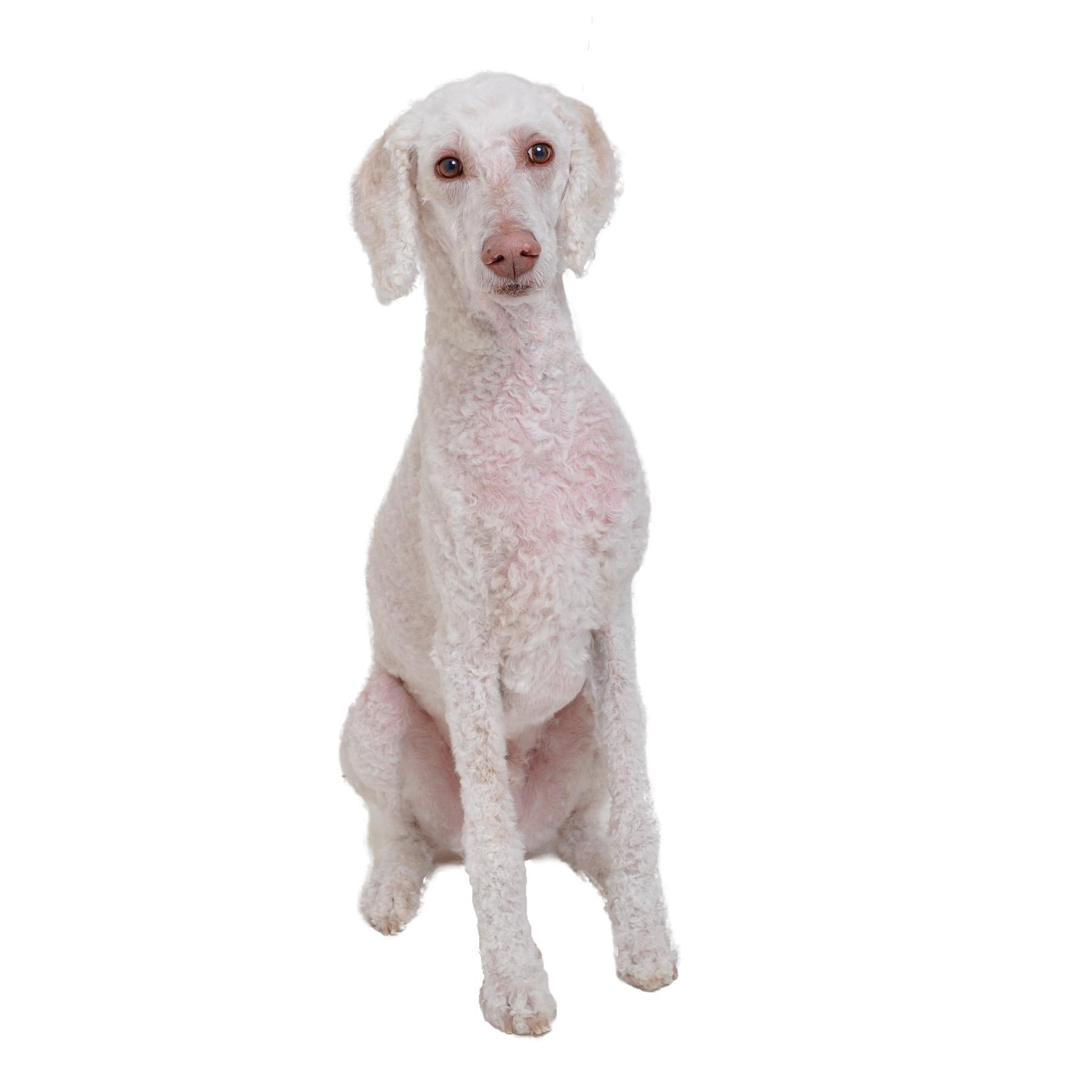 Venus (and Jupi), a Adoptable Standard Poodle in Burbank, CA image 4/5