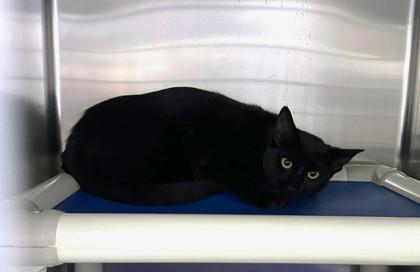 Noir, Adoptable, Adult Female Domestic Short Hair & Domestic Short Hair.