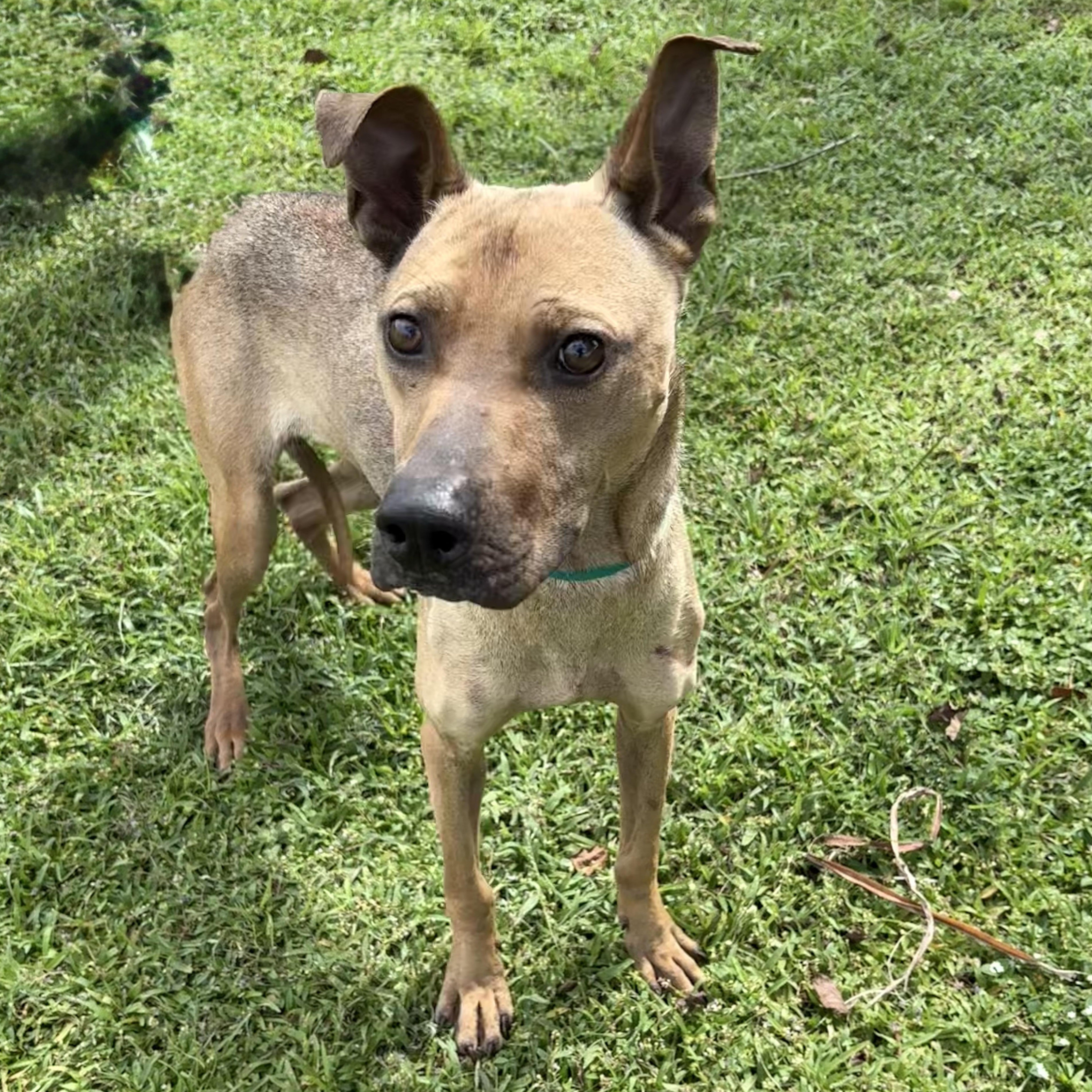 Enlarge Banzai, a Adoptable mixed breed in Valdosta, GA image 2/2