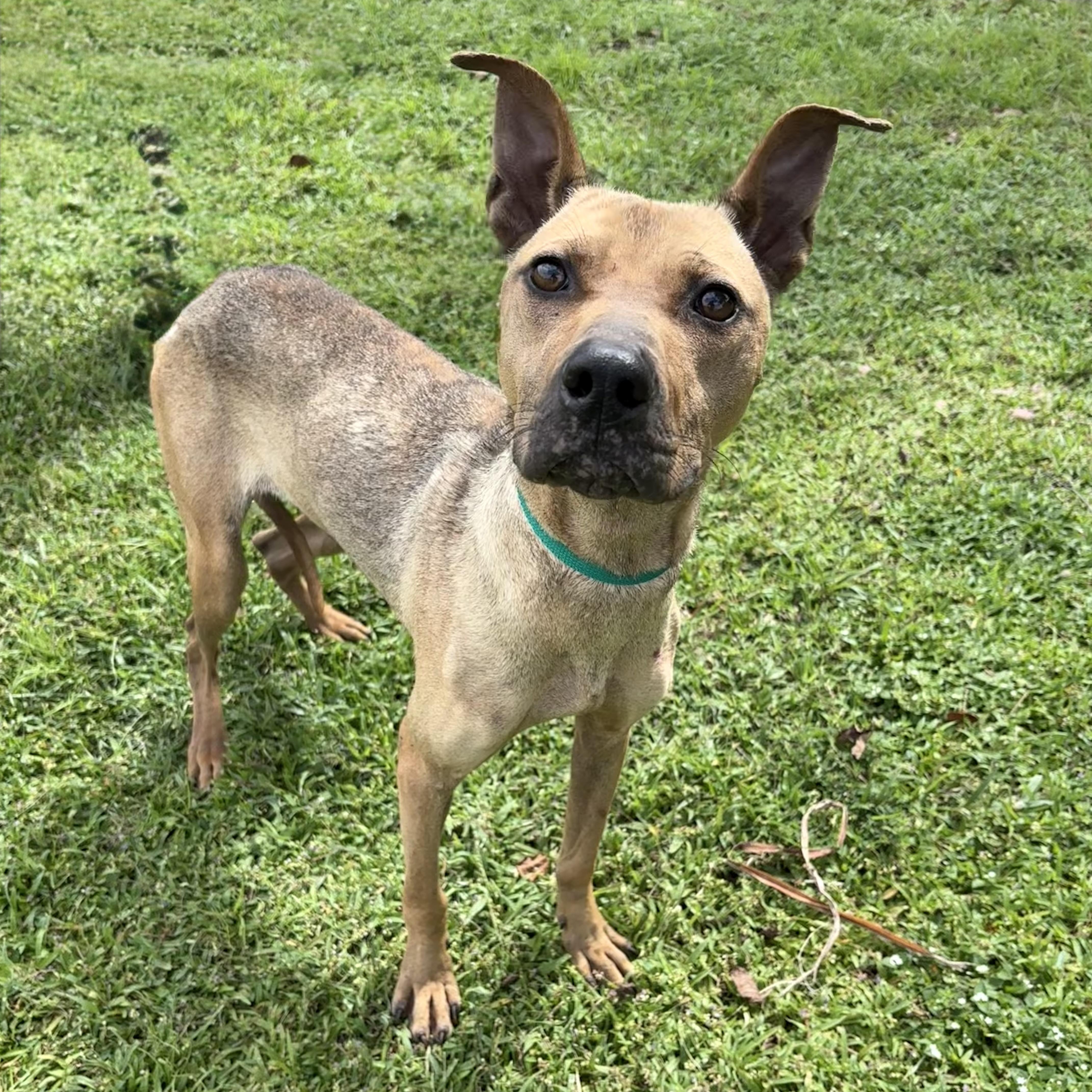 Banzai, Adoptable, Young Male Shepherd.