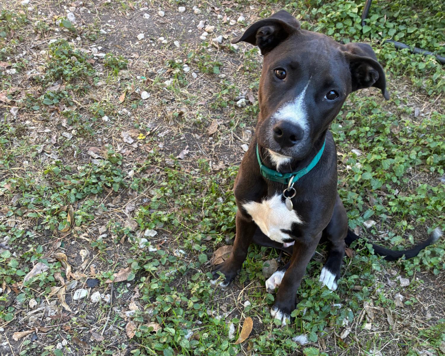 Enlarge Rossi, an adopted mixed breed in San Antonio, TX image 1/6