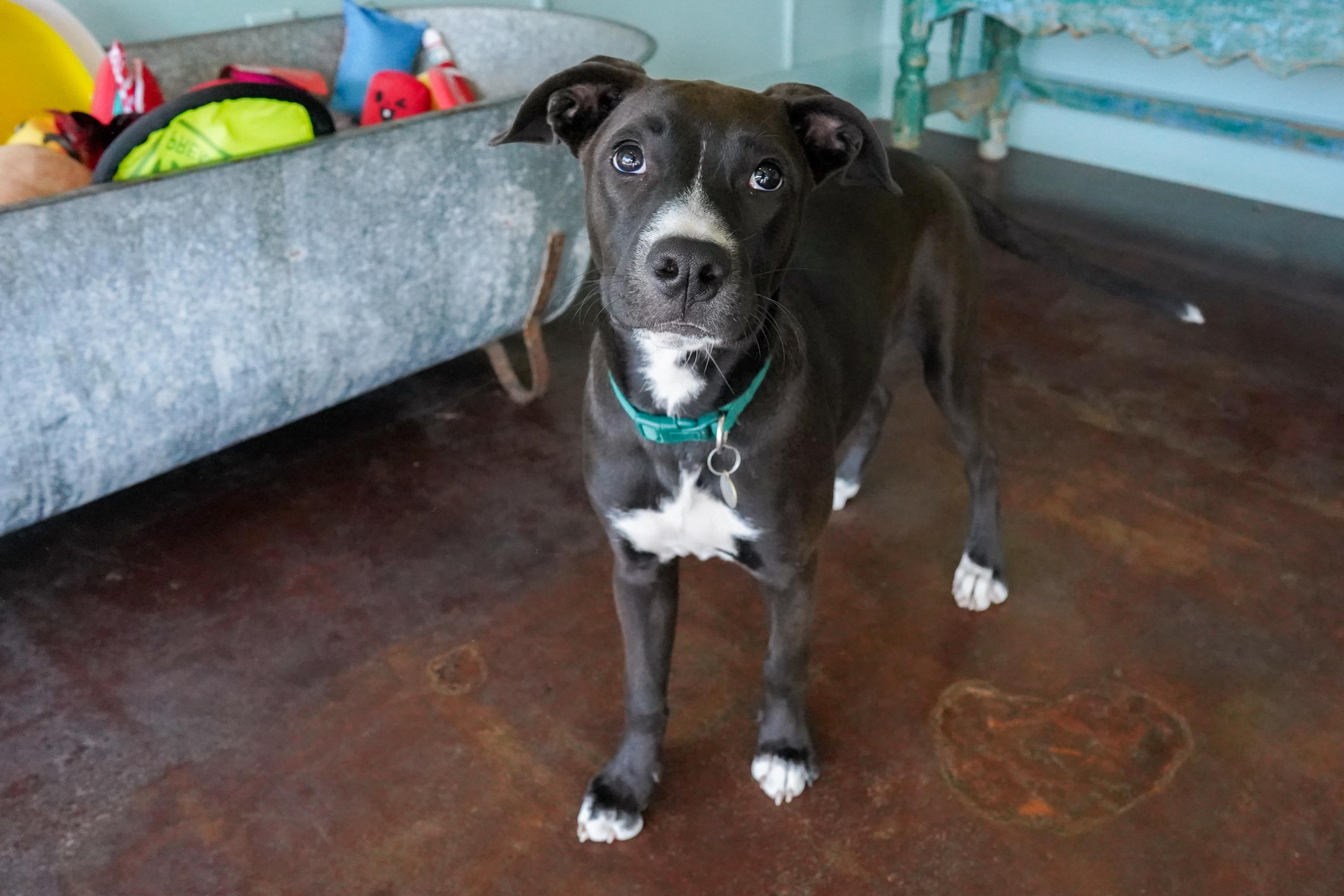 Rossi, a Adoptable mixed breed in San Antonio, TX image 5/5