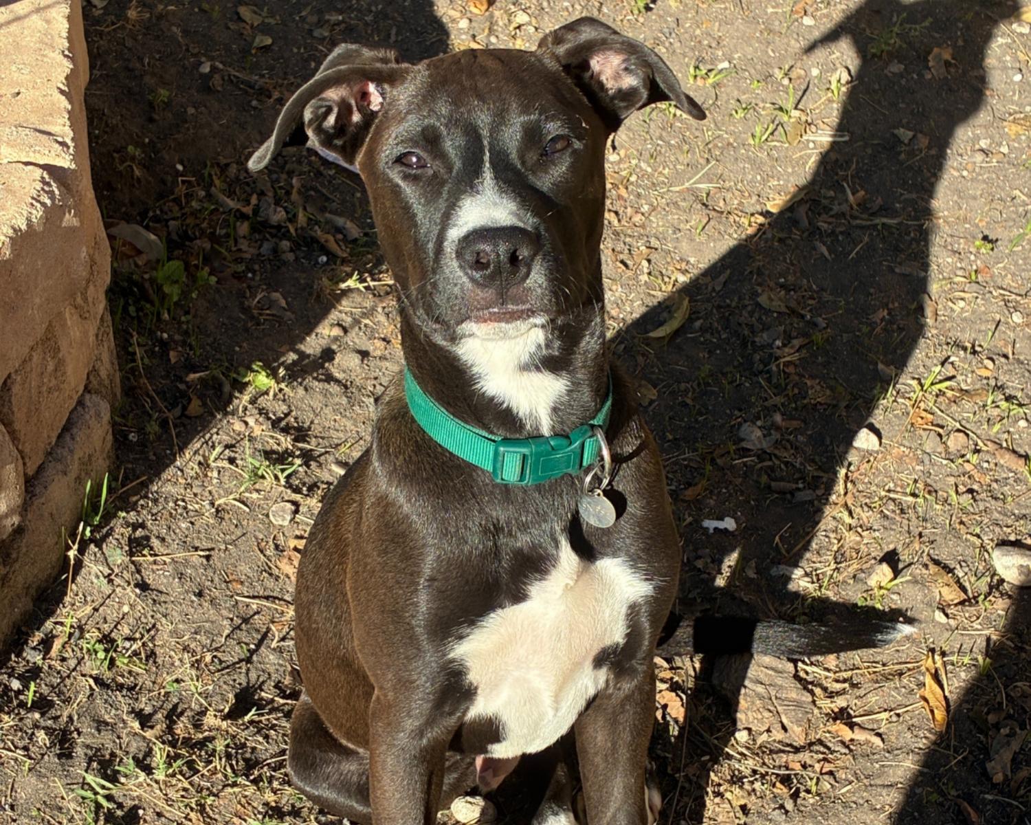 Enlarge Rossi, an adopted mixed breed in San Antonio, TX image 2/6