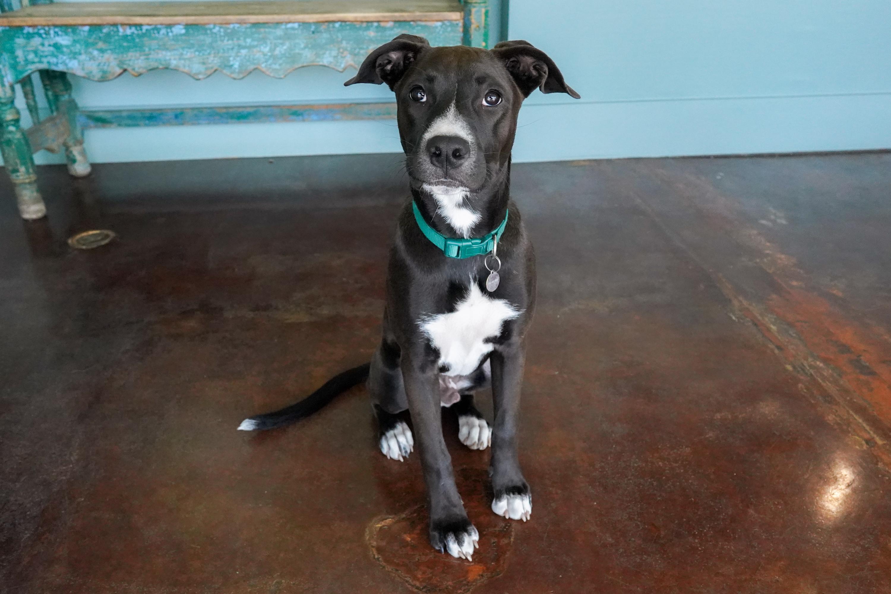 Rossi, a Adoptable mixed breed in San Antonio, TX image 1/5