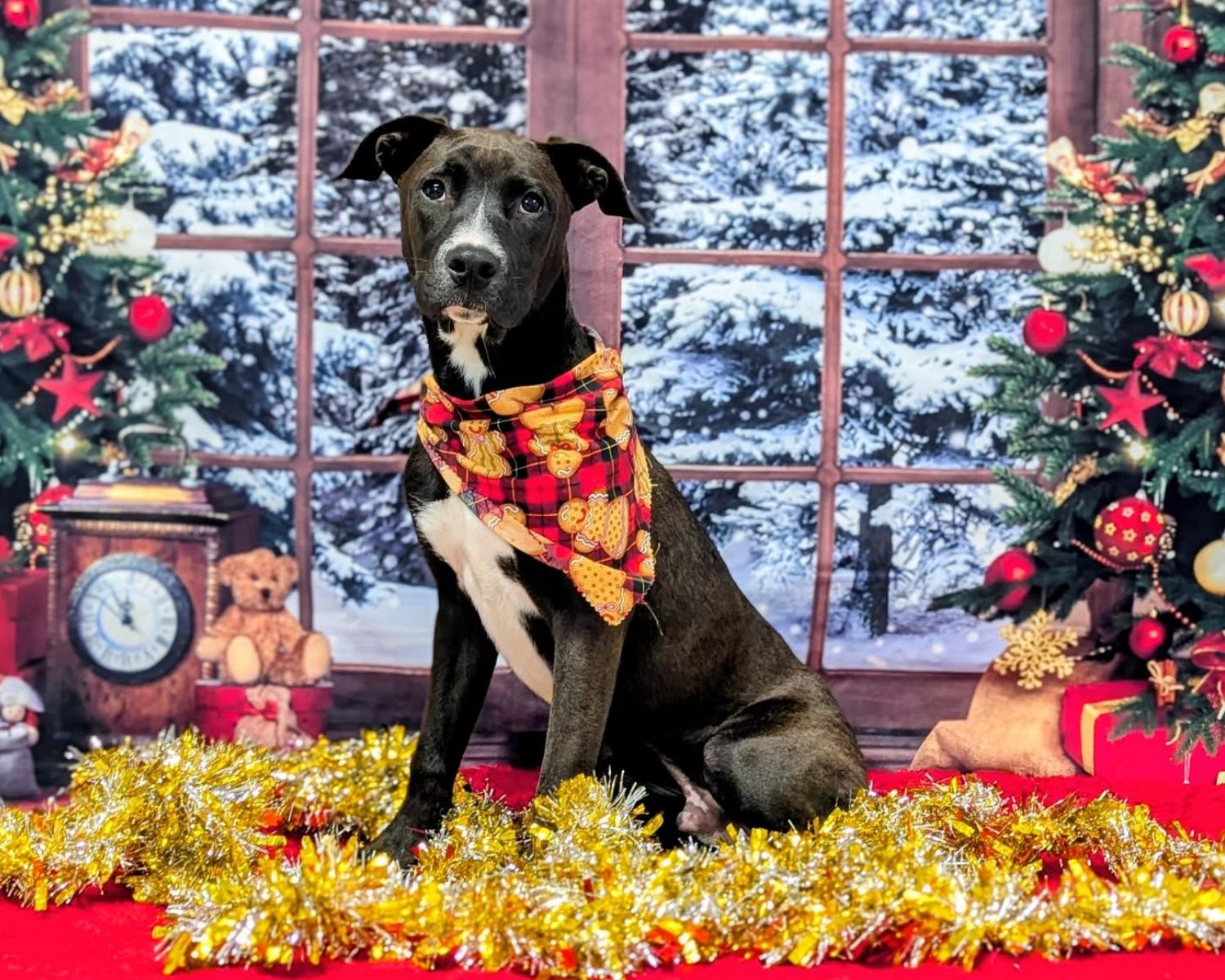 Enlarge Rossi, an adopted mixed breed in San Antonio, TX image 4/6