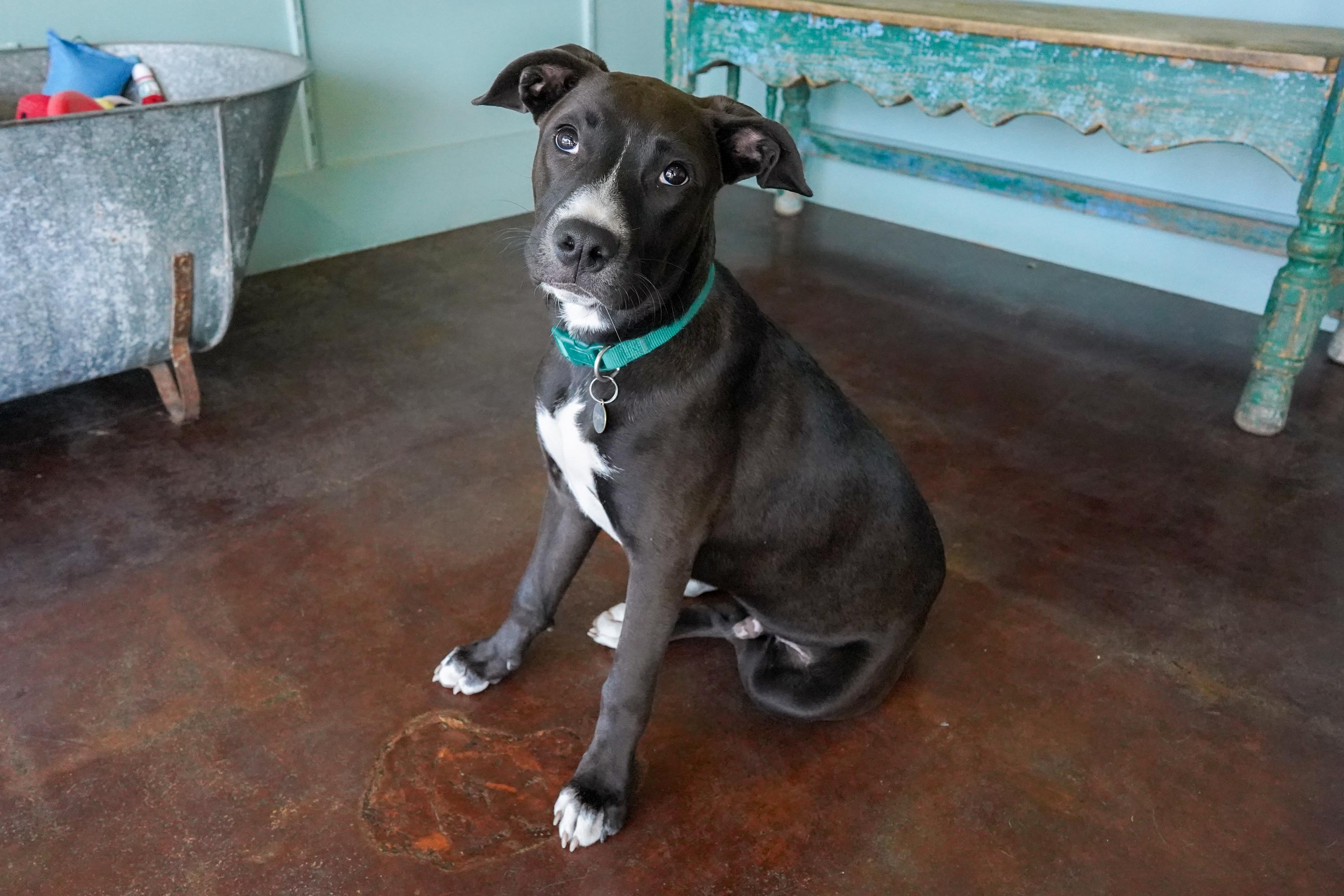 Rossi, a Adoptable mixed breed in San Antonio, TX image 2/5